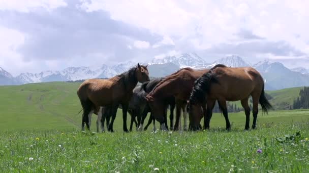 Herd in the Picturesque Foothills HD — Stock Video