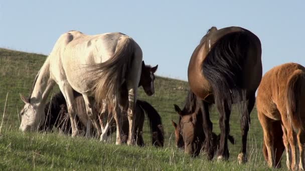 Hilly Pastures Hd