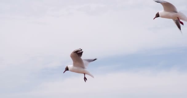 Pair of seagulls hovering — Stock Video