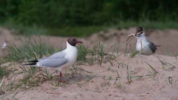 Par lägger sig måsar Nest — Stockvideo