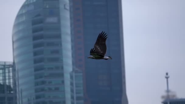 Roofvogel op de achtergrond — Stockvideo