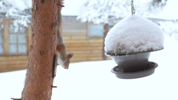 Squirrel and bird feeder — Stock Video