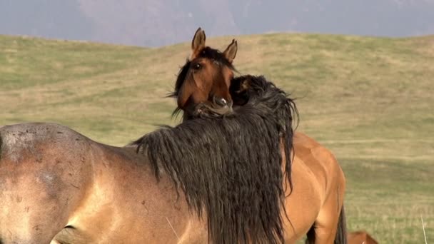 Caballos Ternura HD — Vídeo de stock