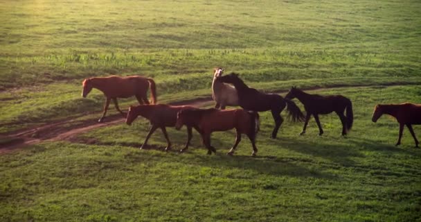 Caballos en la niebla de la mañana 4K — Vídeos de Stock