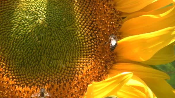 Girasol y abejas — Vídeo de stock