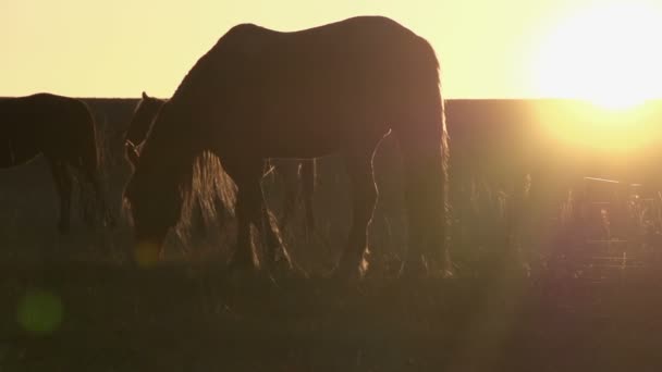 Pâturage en soirée HD — Video