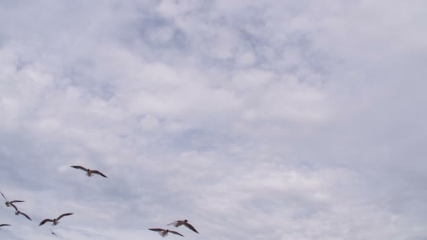 Troupeau de mouettes au loin — Video