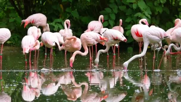 Kawanan Flamingo Merah Muda Preening Bulunya — Stok Video