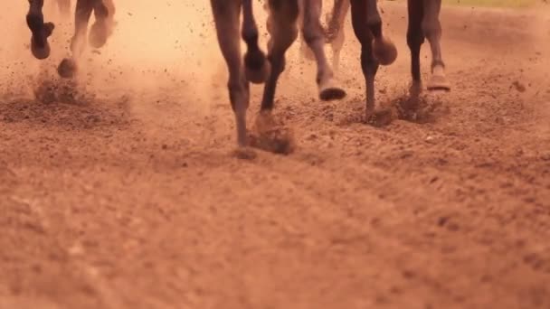 Video Horse Racing Feet — Stock Video