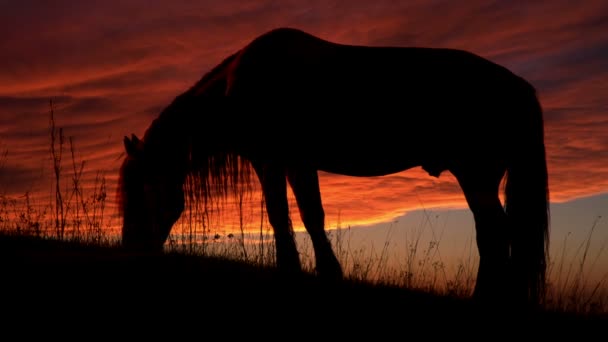 Horse Backlit Sunset HD — Stock Video