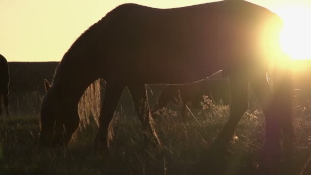 Caballos a la luz del sol HD — Vídeo de stock