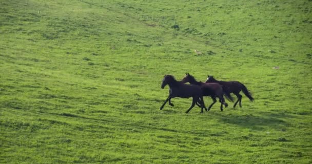 Caballos en las estribaciones verdes 4K — Vídeo de stock