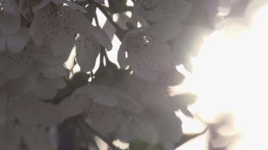 Çiçeklenme Kiraz Hd