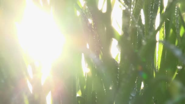 Rosée du matin sur l'herbe des prés HD — Video