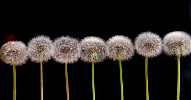 Dandelions in the Fire 4K — Stock Video