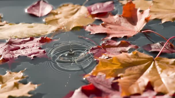 Dernières gouttes de pluie d'automne — Video