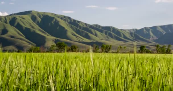 Мальовниче поле молодої пшениці 4K — стокове відео