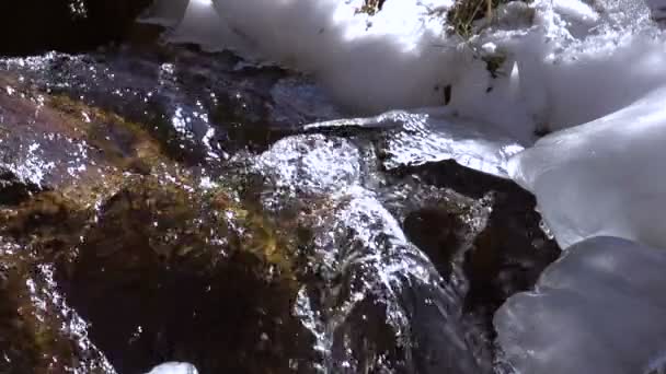 Mummel av en Spring Creek HD — Stockvideo