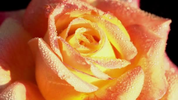 Orange Rose in Dewdrops HD — Stock Video