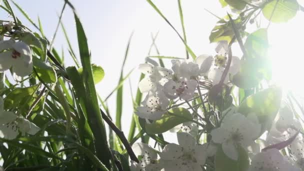 Rama de floración en hierba HD — Vídeos de Stock