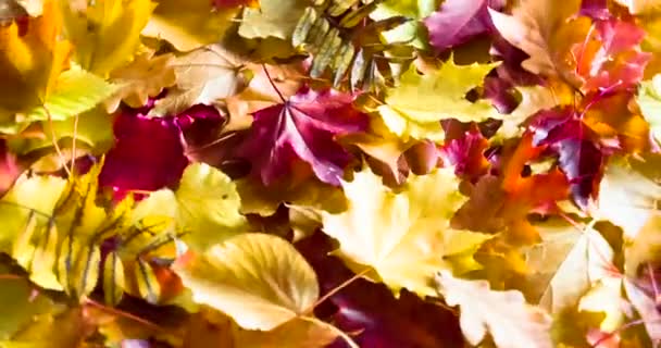 Hojas caídas de otoño — Vídeo de stock