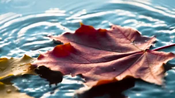 Кленовый лист падает в воду — стоковое видео