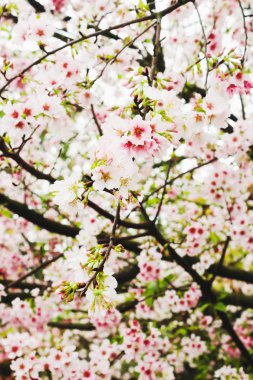 Grup Güzel kiraz çiçeği sakura pembe ve beyaz Tianyuan Tapınağı, Tayvan