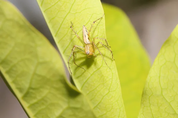 Macro Aranha Verde Pulando Folha Verde — Fotografia de Stock