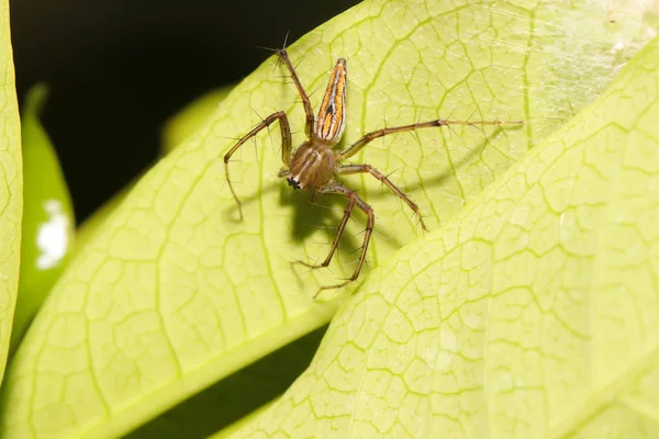 緑の葉の上をジャンプ ブラウン クモのマクロ — ストック写真