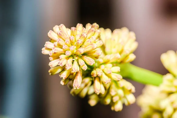 Makro alan Cape of Good Hope, Dracaena, Dracaena fragrans