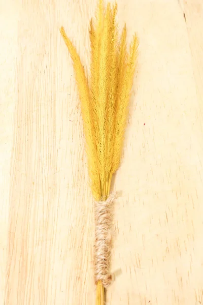 Одинарне Золото Перо Пенсіонеум Трава Місії Маленьким Коричневим Мотузковим Мішком — стокове фото