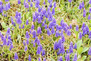 Bahçede taze mavi muscaries çiçek Büyük grup, Japonya