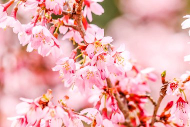 Taze Güzel pembe kiraz çiçeği Sakura çiçek shibazakura festivalinde , Yamanashi, Kawaguchiko