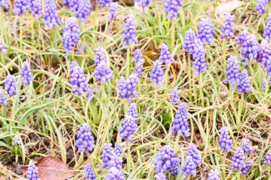 Grup küçük mavi muscaries bahçede çiçek, Japonya