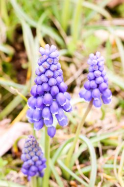 Bahçede taze mavi muscaries çiçek Bloom, Japonya