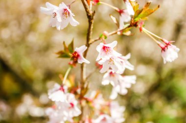 Japonya'da güzel beyaz ve pembe kiraz çiçeği Sakura çiçek