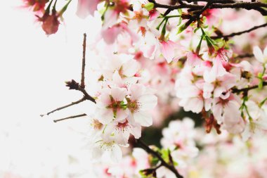 Tianyuan Tapınağı Tek pembe sakura Makro, Tayvan