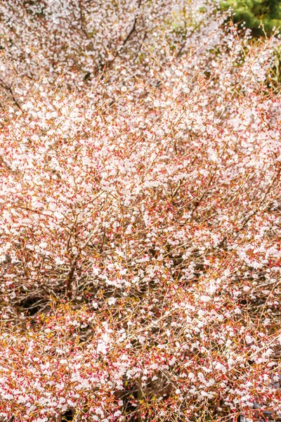 日本を背景に美しい白とピンクの桜の花 — ストック写真