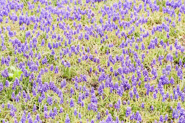 Grupo Pequeño Flores Muscaries Azules Jardín Japón — Foto de Stock