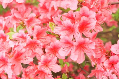 Yaz aylarında, Japonya kırmızı açelya çiçek çiçek