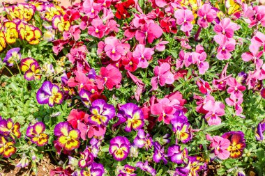 Portre, çok renkli homo çiçek veya bahçede çiçek açan arka plan olarak Hercai Menekşe