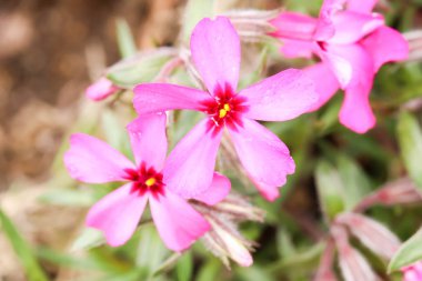 Makro iki pembe yosun veya shibazakura Festivali, Yamanashi, Kawaguchiko kiraz çiçeği