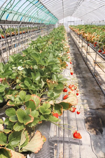 Landscape of strawberries that are grown in greenhouses in strawberry farm , Japan