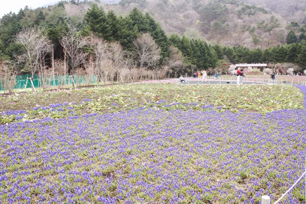 Japón Abril 2018 Grupo Flores Muscaries Azul Jardín Japón — Foto de Stock
