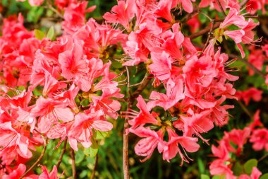 Kırmızı açelya çiçek grup Blossoming yaz, Japonya