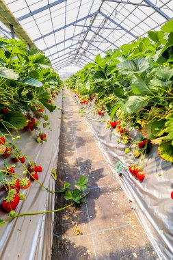 Olgun çilek, Chiba, Japonya dolu çilek asılı çiftlik görünümü