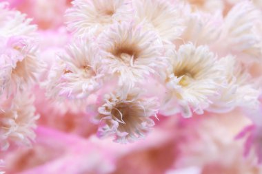 Makro kuru Tabebuia rosea pembe arka plan