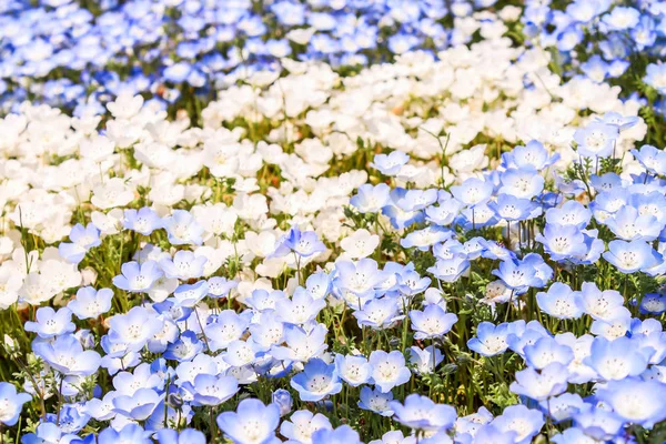 Grup mor ve beyaz Nemophila bahar çiçek hitachi seaside Park closeup