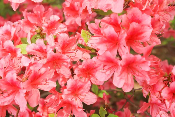 Closeup Çiçek Kırmızı açelya çiçek yaz, Japonya