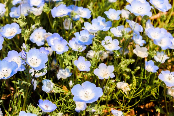 Grup mor ve beyaz Nemophila bahar çiçek hitachi seaside Park